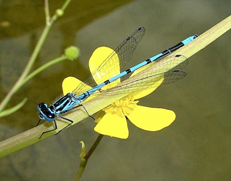 azure damselfly